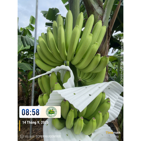 BANANAS
