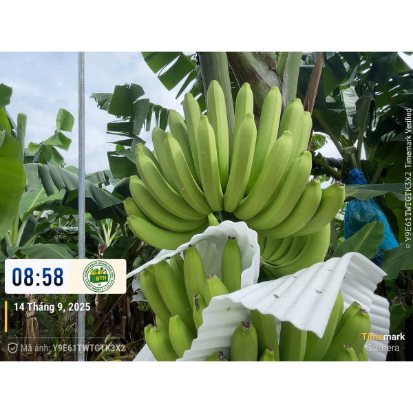BANANAS
