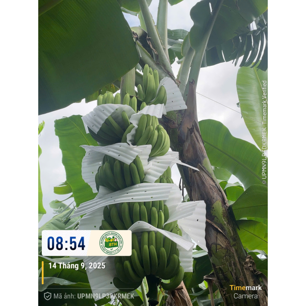 BANANAS