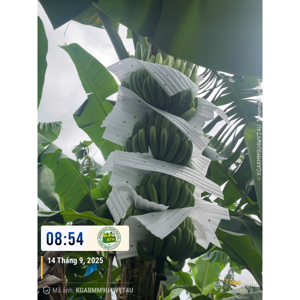 BANANAS