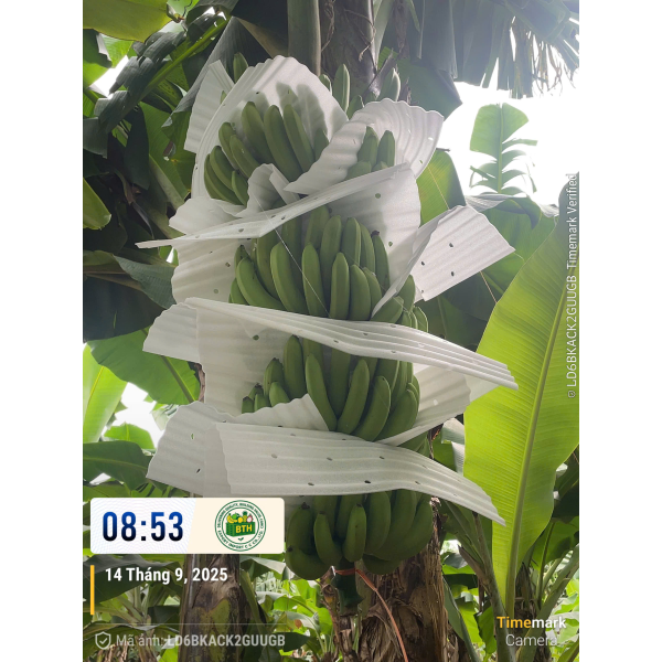 BANANAS