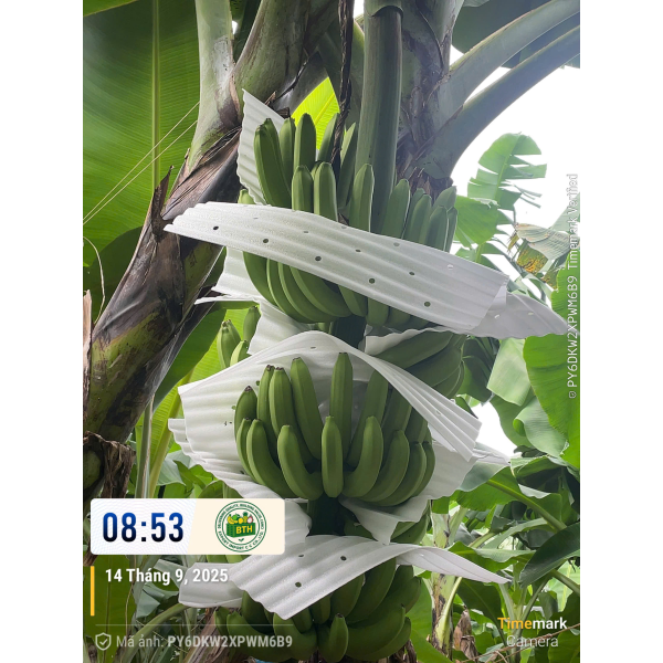 BANANAS