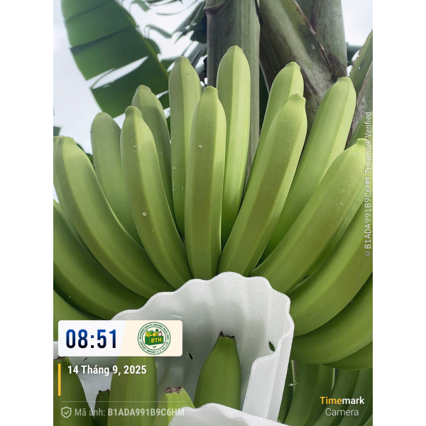 BANANAS