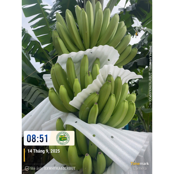 BANANAS