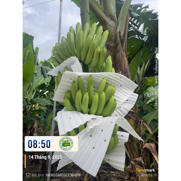 BANANAS