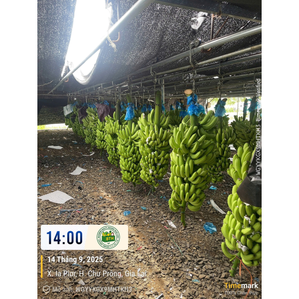 BANANAS