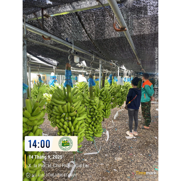 BANANAS