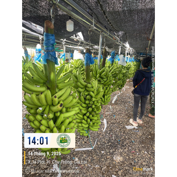 BANANAS
