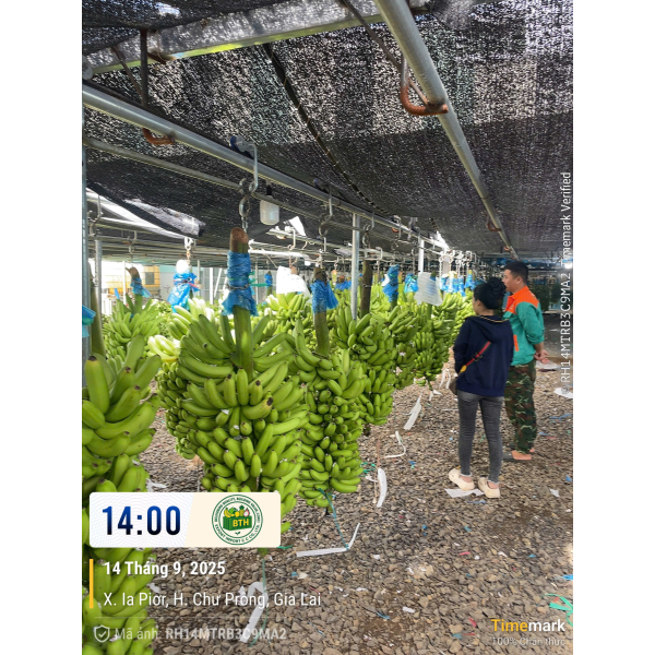 BANANAS