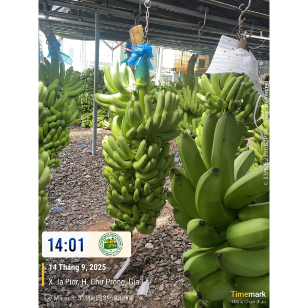 BANANAS