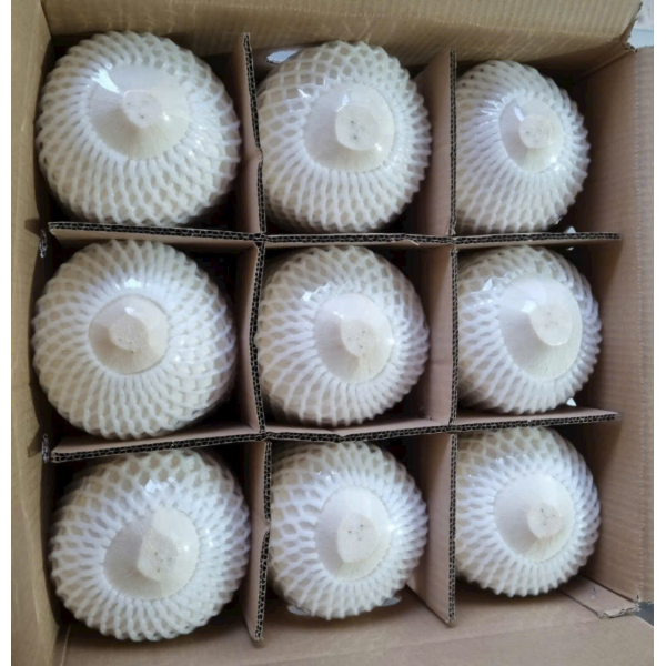 Coconut Export
