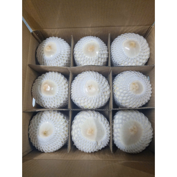 Coconut Export