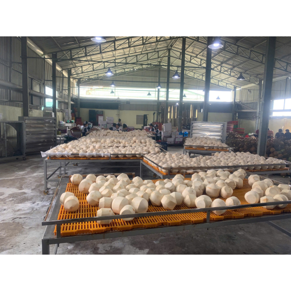 Coconut Export