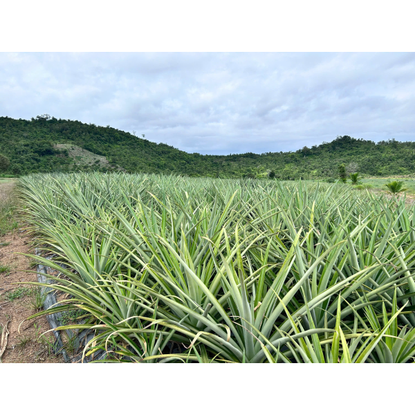 Pineapple Export