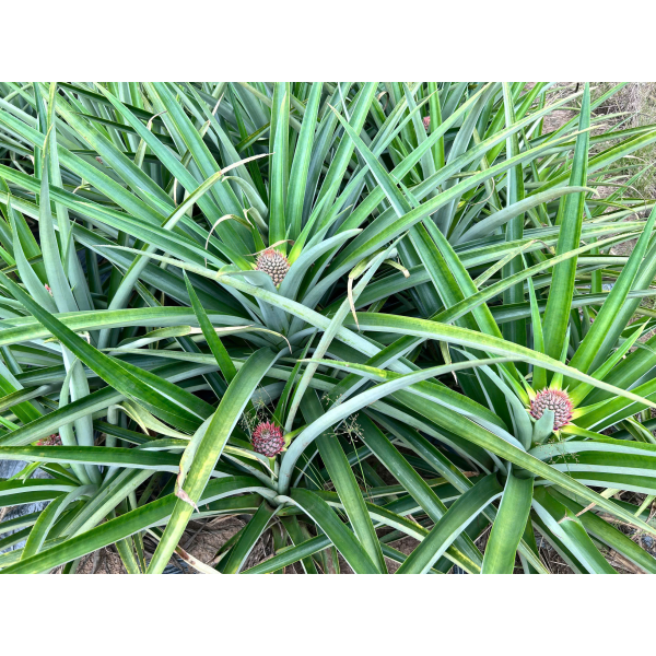  Pineapple Export
