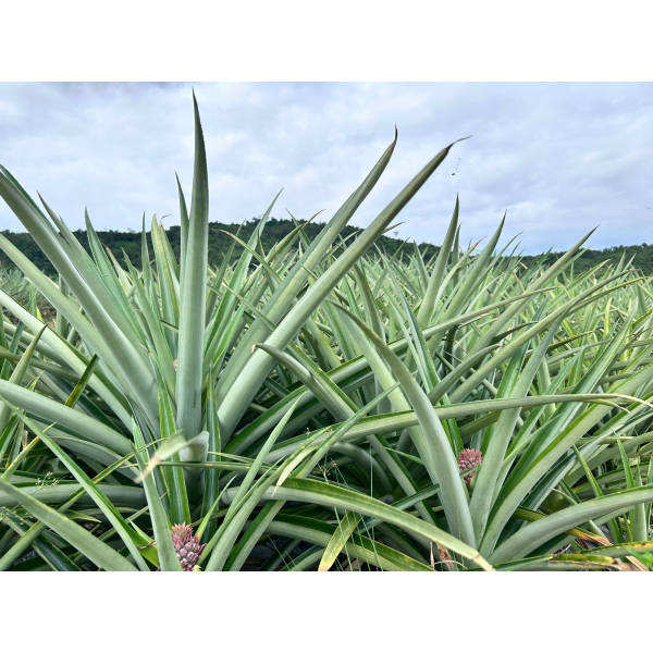  Pineapple Export