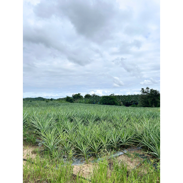  Pineapple Export