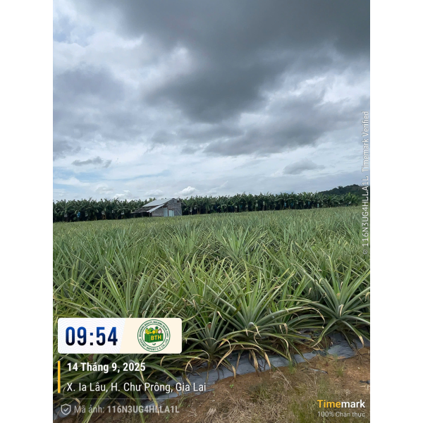  Pineapple Export