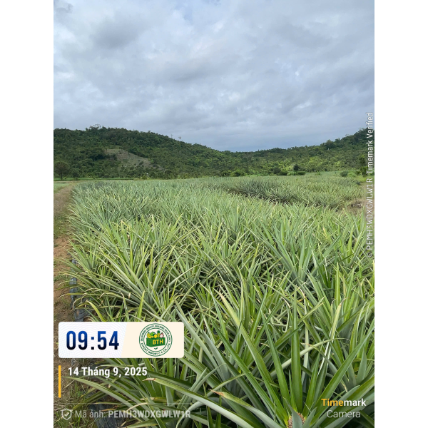  Pineapple Export