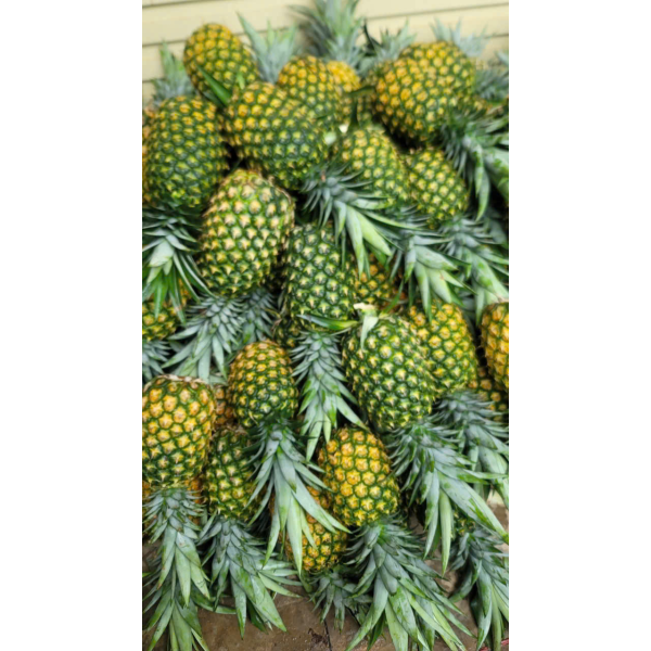  Pineapple Export