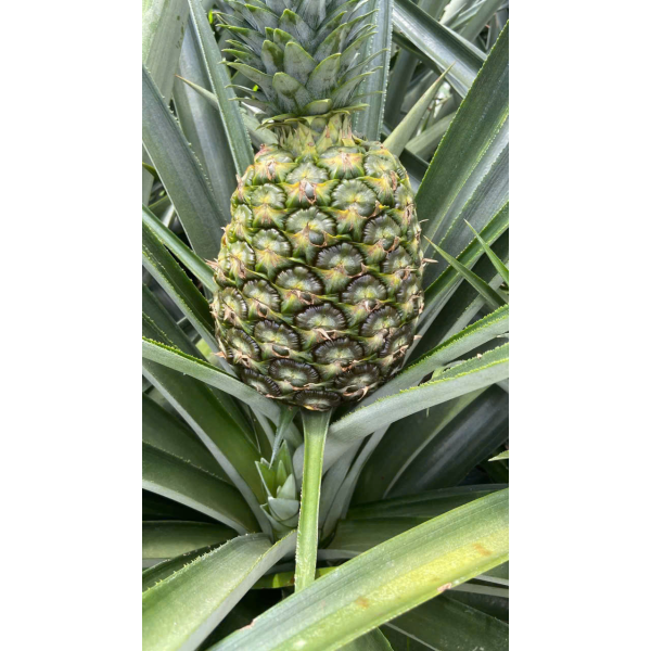  Pineapple Export