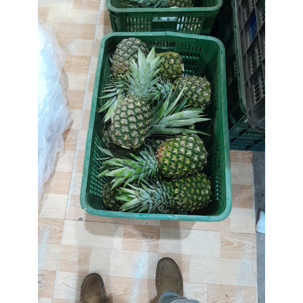  Pineapple Export