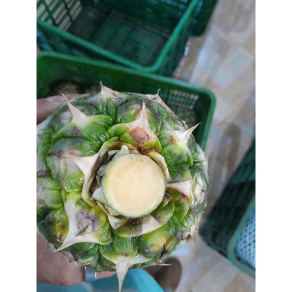  Pineapple Export