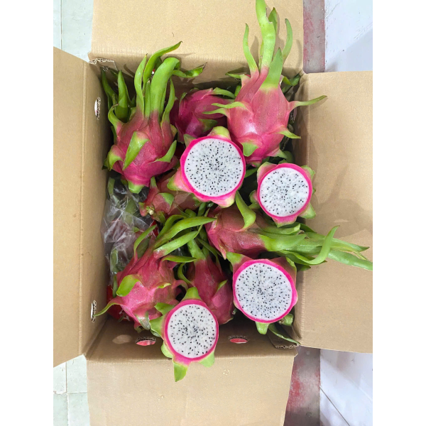 Dragon Fruit Export