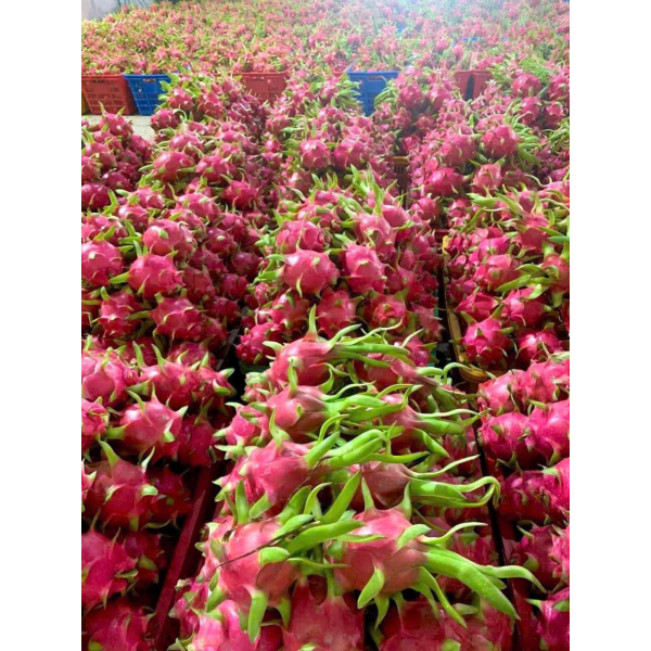 Dragon Fruit Export