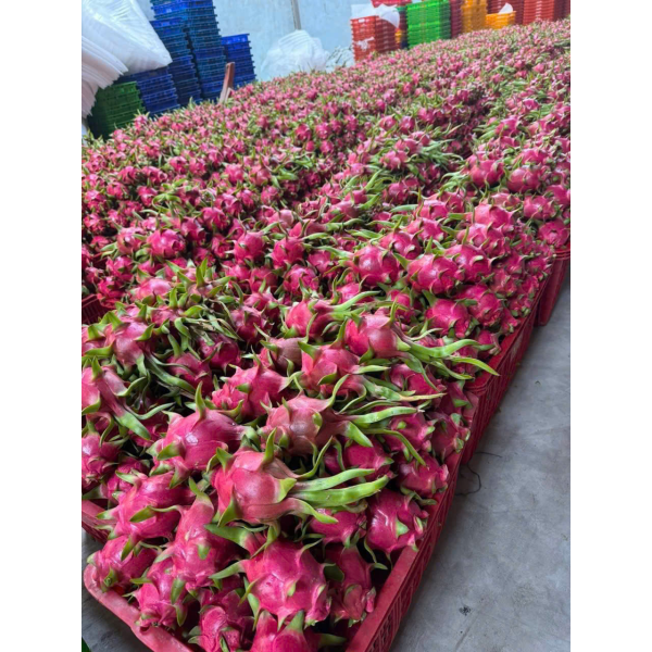 Dragon Fruit Export