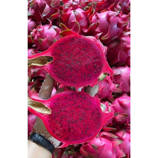 Dragon Fruit Export