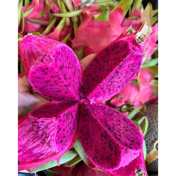 Dragon Fruit Export