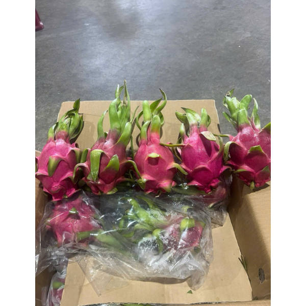 Dragon Fruit Export