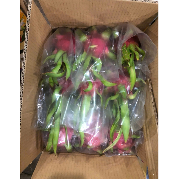 Dragon Fruit Export