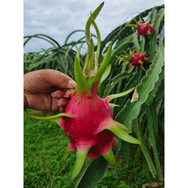 Dragon Fruit Export