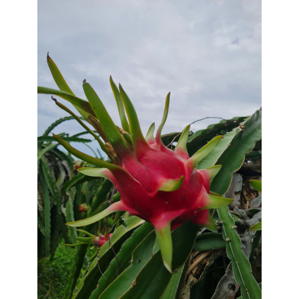 Dragon Fruit Export