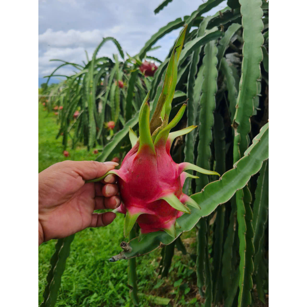 Dragon Fruit Export