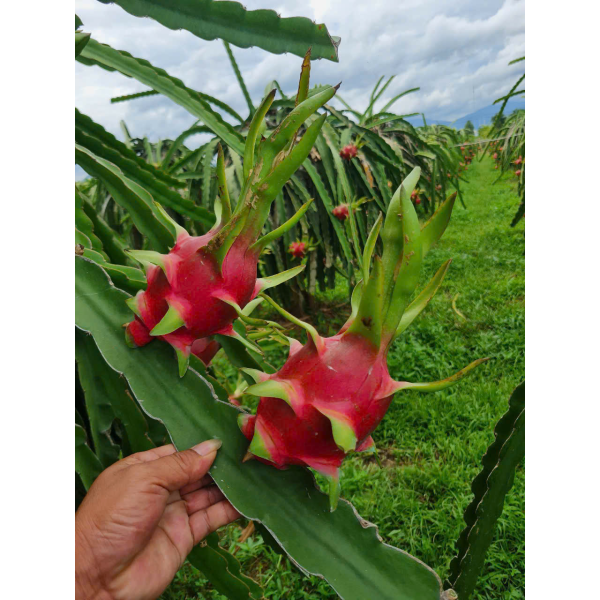 Dragon Fruit Export