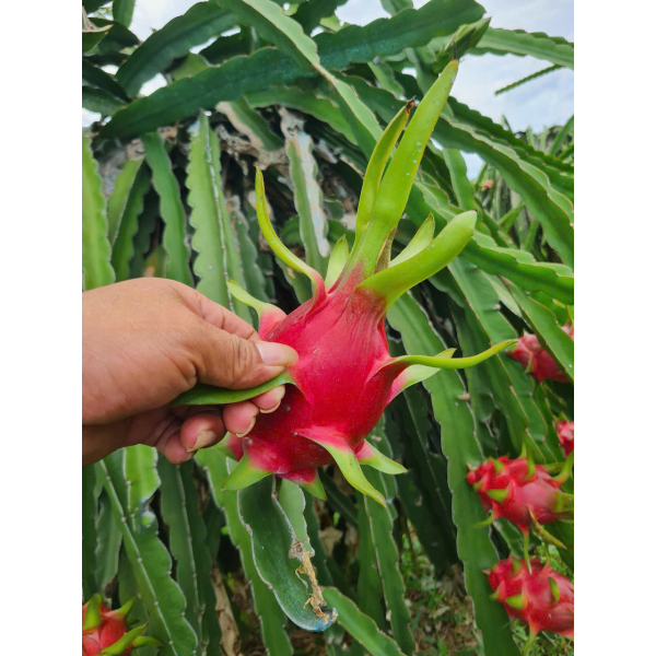 Dragon Fruit Export