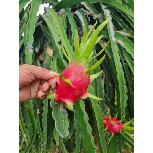 Dragon Fruit Export
