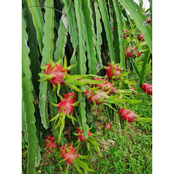 Dragon Fruit Export