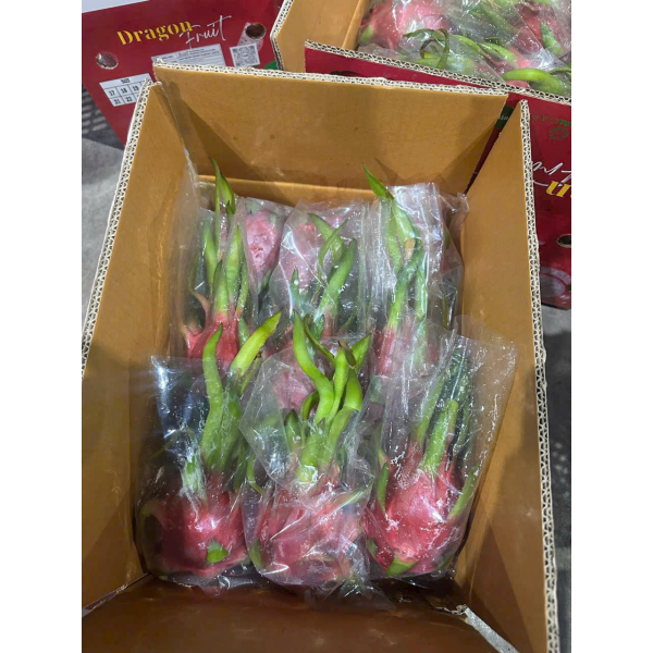 Dragon Fruit Export