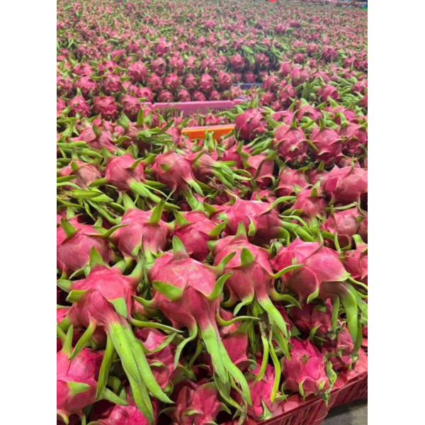 Dragon Fruit Export