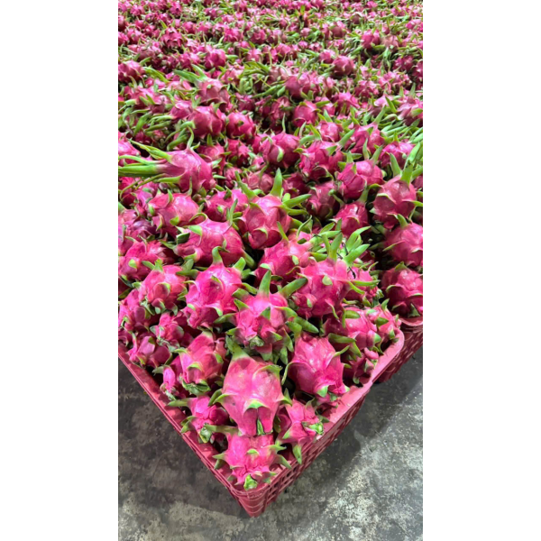Dragon Fruit Export