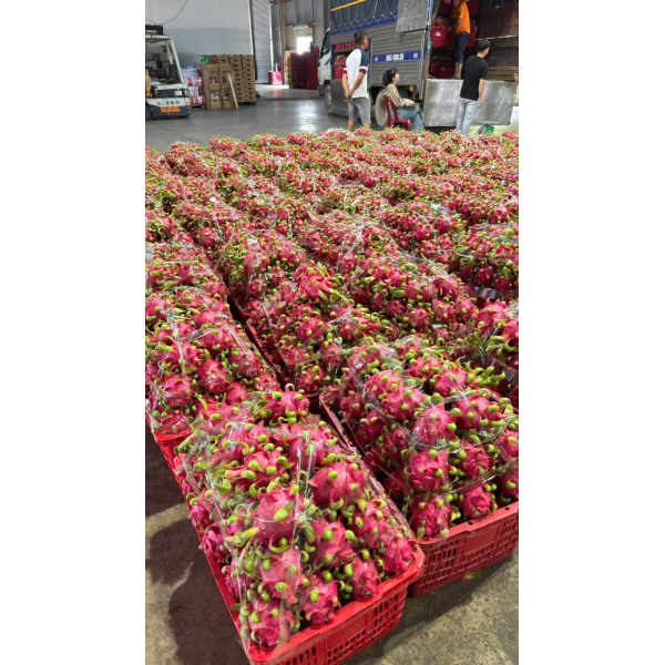 Dragon Fruit Export