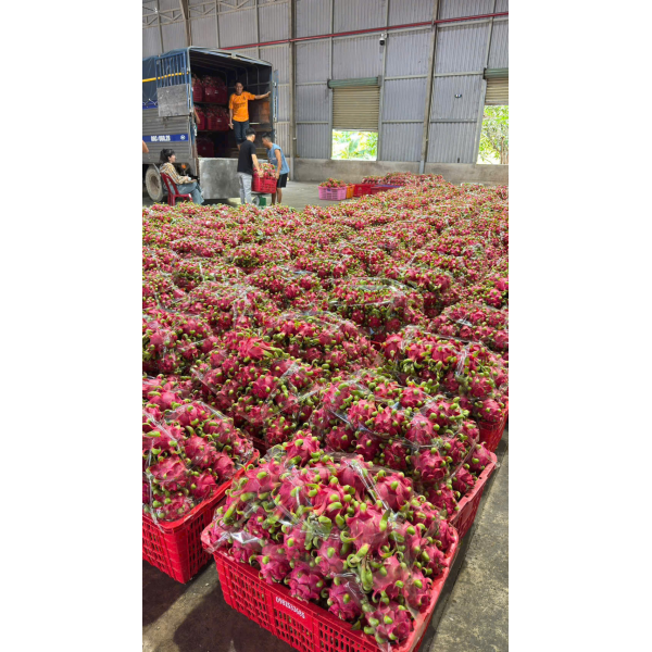 Dragon Fruit Export