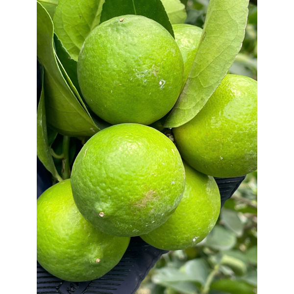LEMON