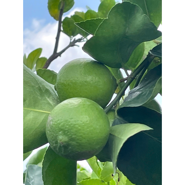 LEMON