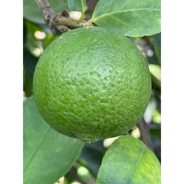LEMON