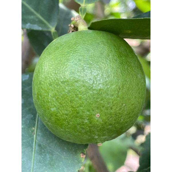 LEMON